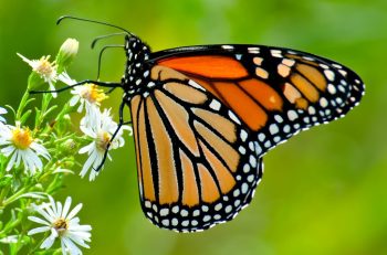 旅するチョウ（オオカバマダラ）を守る：NATIONAL GEOGRAPHIC（日本語